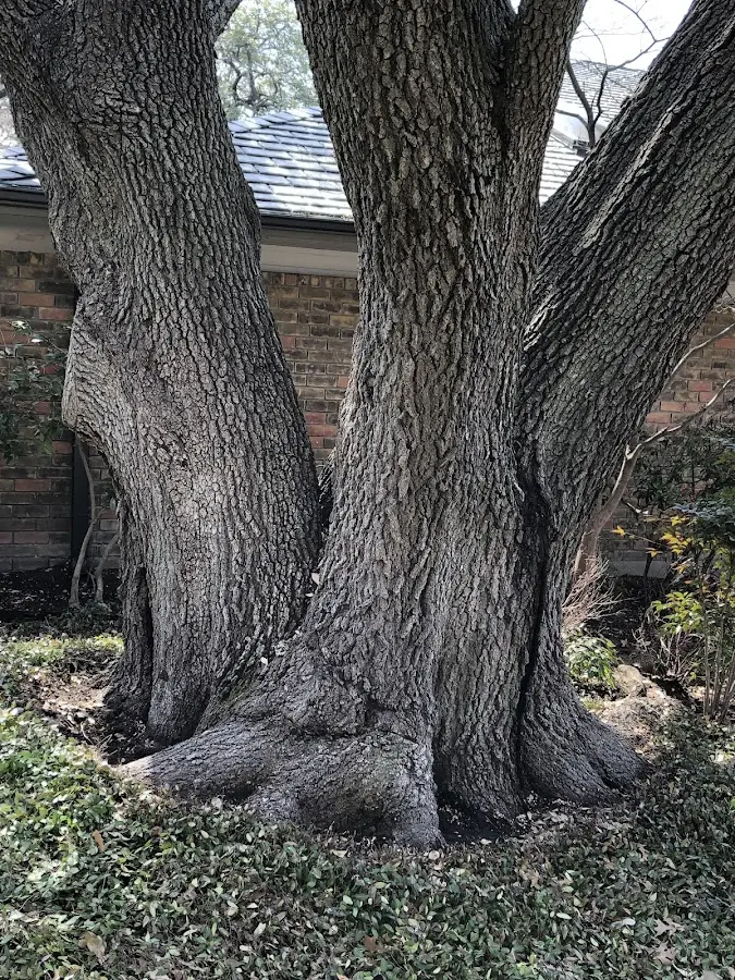 Mature heritage tree close to a Glenwood property cared for by certified arborists